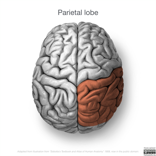 File:Neuroanatomy- superior cortex (diagrams) (Radiopaedia 59317-66669 Parietal lobe 4).png
