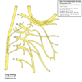 Cervical plexus (diagram) (Radiopaedia 37804-39723 Gray rami 1).png