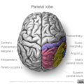 Neuroanatomy- superior cortex (diagrams) (Radiopaedia 59317-66671 Parietal lobe gyri 1).png