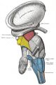 Brainstem - Gray's anatomy illustration (Radiopaedia 36268-37823 B 1).jpg