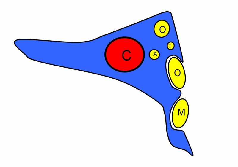 File:Cavernous sinus (diagram) (Radiopaedia 35982).jpg
