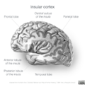 Neuroanatomy- insular cortex (diagrams) (Radiopaedia 46846-51375 Lobules 5).png