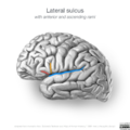 Neuroanatomy- lateral cortex (diagrams) (Radiopaedia 46670-51202 Lateral sulcus 3).png