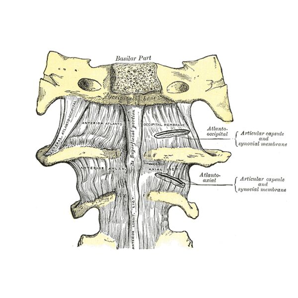 File:Anterior atlanto-occipital membrane (Gray's illustration) (Radiopaedia 83603).jpeg