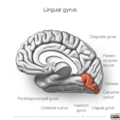 Neuroanatomy- medial cortex (diagrams) (Radiopaedia 47208-52697 Lingual gyrus 1).png