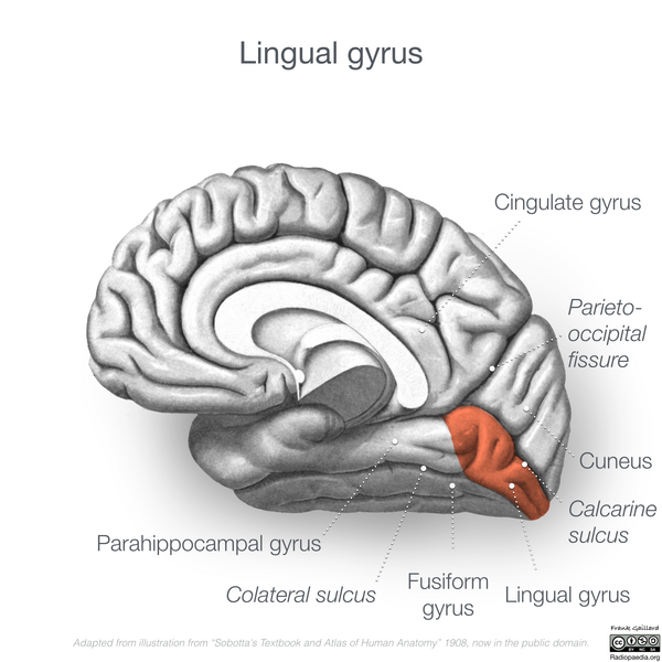 File:Neuroanatomy- medial cortex (diagrams) (Radiopaedia 47208-52697 Lingual gyrus 1).png
