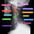 Normal cervical spine radiographs (Radiopaedia 32505-96697 A 2).jpeg
