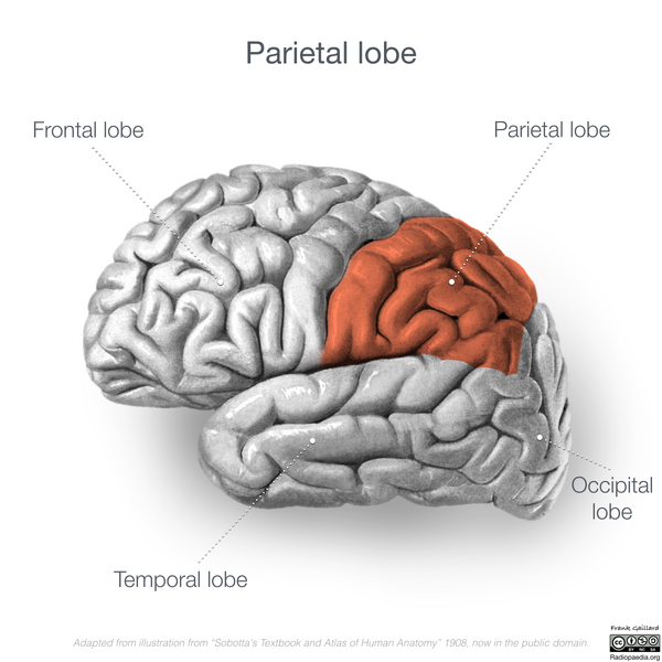 File:Neuroanatomy- lateral cortex (diagrams) (Radiopaedia 46670-51156 Parietal lobe 4).png