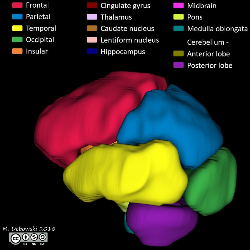 Brain lobes - annotated MRI (Radiopaedia 61691-69700 3D reconstruction 44).JPG