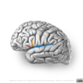 Neuroanatomy- lateral cortex (diagrams) (Radiopaedia 46670-51202 Lateral sulcus 4).png