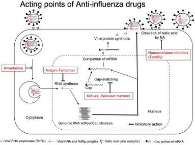 Replication cycle of influenza and sites of action of anti-influenza drugs