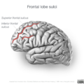 Neuroanatomy- lateral cortex (diagrams) (Radiopaedia 46670-51201 C 7).png