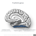 Neuroanatomy- medial cortex (diagrams) (Radiopaedia 47208-52697 Fusiform gyrus 3).png